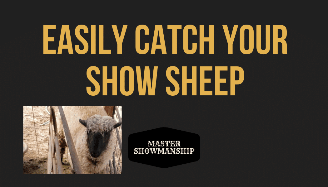 Easily Catch Your Show Sheep Master Showmanship