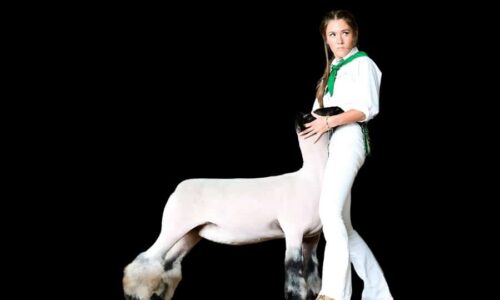 Free Sheep Course & Champion’s Feeding Formula Ebook